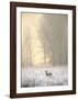 White-tailed Deer in Fog-Jason Savage-Framed Giclee Print