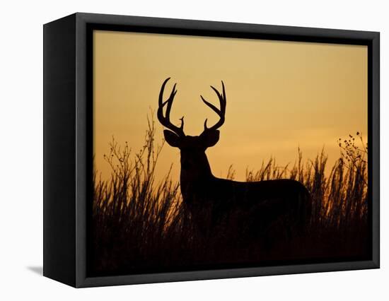 White-Tailed Deer in Grassland, Texas, USA-Larry Ditto-Framed Stretched Canvas