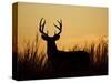 White-Tailed Deer in Grassland, Texas, USA-Larry Ditto-Stretched Canvas