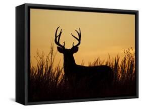 White-Tailed Deer in Grassland, Texas, USA-Larry Ditto-Framed Stretched Canvas