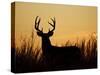 White-Tailed Deer in Grassland, Texas, USA-Larry Ditto-Stretched Canvas