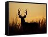 White-Tailed Deer in Grassland, Texas, USA-Larry Ditto-Framed Stretched Canvas