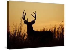 White-Tailed Deer in Grassland, Texas, USA-Larry Ditto-Stretched Canvas