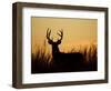 White-Tailed Deer in Grassland, Texas, USA-Larry Ditto-Framed Photographic Print