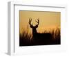 White-Tailed Deer in Grassland, Texas, USA-Larry Ditto-Framed Photographic Print