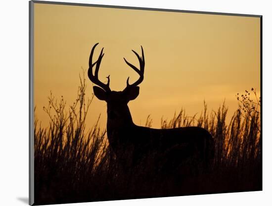 White-Tailed Deer in Grassland, Texas, USA-Larry Ditto-Mounted Photographic Print