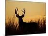 White-Tailed Deer in Grassland, Texas, USA-Larry Ditto-Mounted Photographic Print