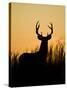 White-Tailed Deer in Grassland, Texas, USA-Larry Ditto-Stretched Canvas