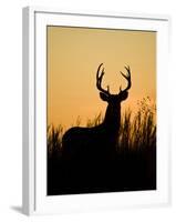 White-Tailed Deer in Grassland, Texas, USA-Larry Ditto-Framed Photographic Print