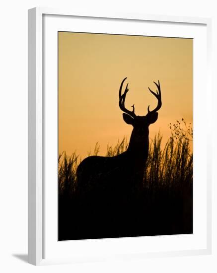 White-Tailed Deer in Grassland, Texas, USA-Larry Ditto-Framed Photographic Print