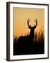 White-Tailed Deer in Grassland, Texas, USA-Larry Ditto-Framed Photographic Print