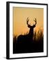 White-Tailed Deer in Grassland, Texas, USA-Larry Ditto-Framed Photographic Print