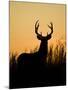 White-Tailed Deer in Grassland, Texas, USA-Larry Ditto-Mounted Photographic Print