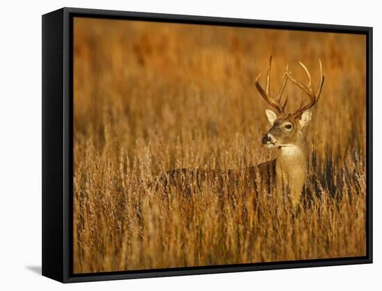 White-Tailed Deer in Grassland, Texas, USA-Larry Ditto-Framed Stretched Canvas