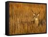 White-Tailed Deer in Grassland, Texas, USA-Larry Ditto-Framed Stretched Canvas