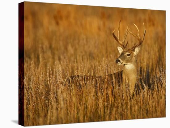 White-Tailed Deer in Grassland, Texas, USA-Larry Ditto-Stretched Canvas