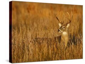 White-Tailed Deer in Grassland, Texas, USA-Larry Ditto-Stretched Canvas