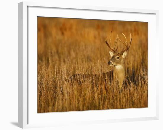 White-Tailed Deer in Grassland, Texas, USA-Larry Ditto-Framed Photographic Print