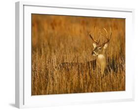 White-Tailed Deer in Grassland, Texas, USA-Larry Ditto-Framed Photographic Print