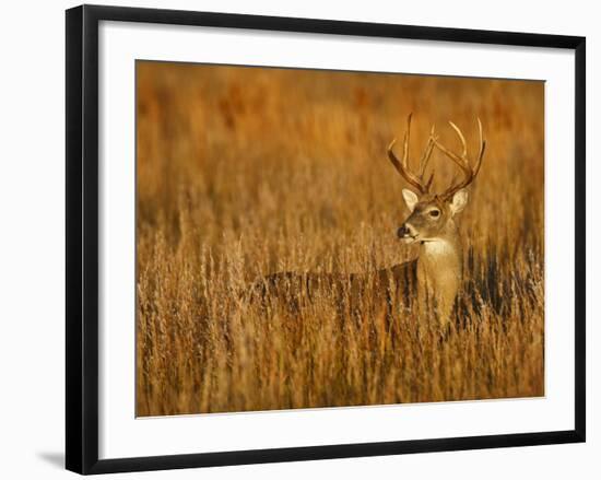 White-Tailed Deer in Grassland, Texas, USA-Larry Ditto-Framed Photographic Print