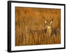 White-Tailed Deer in Grassland, Texas, USA-Larry Ditto-Framed Photographic Print