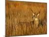 White-Tailed Deer in Grassland, Texas, USA-Larry Ditto-Mounted Photographic Print