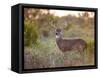 White-Tailed Deer in Grassland, Texas, USA-Larry Ditto-Framed Stretched Canvas