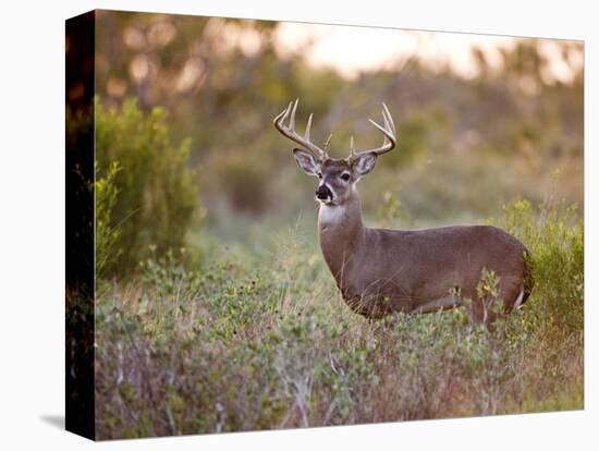 White-Tailed Deer in Grassland, Texas, USA-Larry Ditto-Stretched Canvas