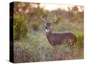 White-Tailed Deer in Grassland, Texas, USA-Larry Ditto-Stretched Canvas