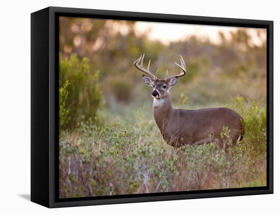 White-Tailed Deer in Grassland, Texas, USA-Larry Ditto-Framed Stretched Canvas