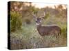 White-Tailed Deer in Grassland, Texas, USA-Larry Ditto-Stretched Canvas