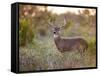 White-Tailed Deer in Grassland, Texas, USA-Larry Ditto-Framed Stretched Canvas