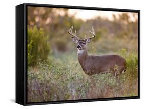 White-Tailed Deer in Grassland, Texas, USA-Larry Ditto-Framed Stretched Canvas