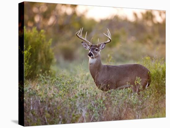 White-Tailed Deer in Grassland, Texas, USA-Larry Ditto-Stretched Canvas