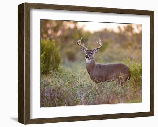 White-Tailed Deer in Grassland, Texas, USA-Larry Ditto-Framed Premium Photographic Print