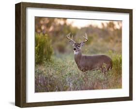 White-Tailed Deer in Grassland, Texas, USA-Larry Ditto-Framed Premium Photographic Print