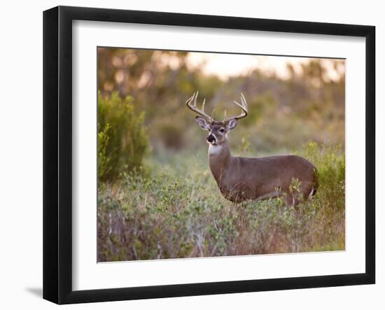 White-Tailed Deer in Grassland, Texas, USA-Larry Ditto-Framed Premium Photographic Print