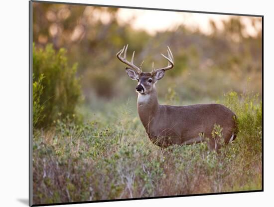 White-Tailed Deer in Grassland, Texas, USA-Larry Ditto-Mounted Premium Photographic Print