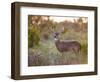 White-Tailed Deer in Grassland, Texas, USA-Larry Ditto-Framed Photographic Print