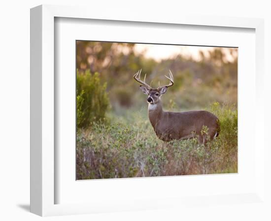 White-Tailed Deer in Grassland, Texas, USA-Larry Ditto-Framed Photographic Print