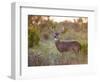 White-Tailed Deer in Grassland, Texas, USA-Larry Ditto-Framed Photographic Print