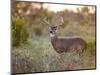 White-Tailed Deer in Grassland, Texas, USA-Larry Ditto-Mounted Photographic Print