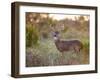 White-Tailed Deer in Grassland, Texas, USA-Larry Ditto-Framed Photographic Print