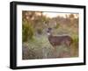 White-Tailed Deer in Grassland, Texas, USA-Larry Ditto-Framed Photographic Print