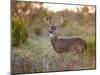 White-Tailed Deer in Grassland, Texas, USA-Larry Ditto-Mounted Photographic Print