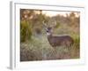 White-Tailed Deer in Grassland, Texas, USA-Larry Ditto-Framed Photographic Print