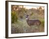 White-Tailed Deer in Grassland, Texas, USA-Larry Ditto-Framed Photographic Print