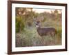 White-Tailed Deer in Grassland, Texas, USA-Larry Ditto-Framed Photographic Print