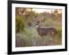 White-Tailed Deer in Grassland, Texas, USA-Larry Ditto-Framed Photographic Print