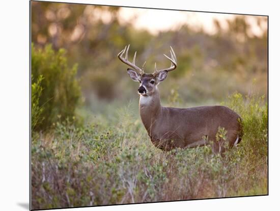 White-Tailed Deer in Grassland, Texas, USA-Larry Ditto-Mounted Photographic Print